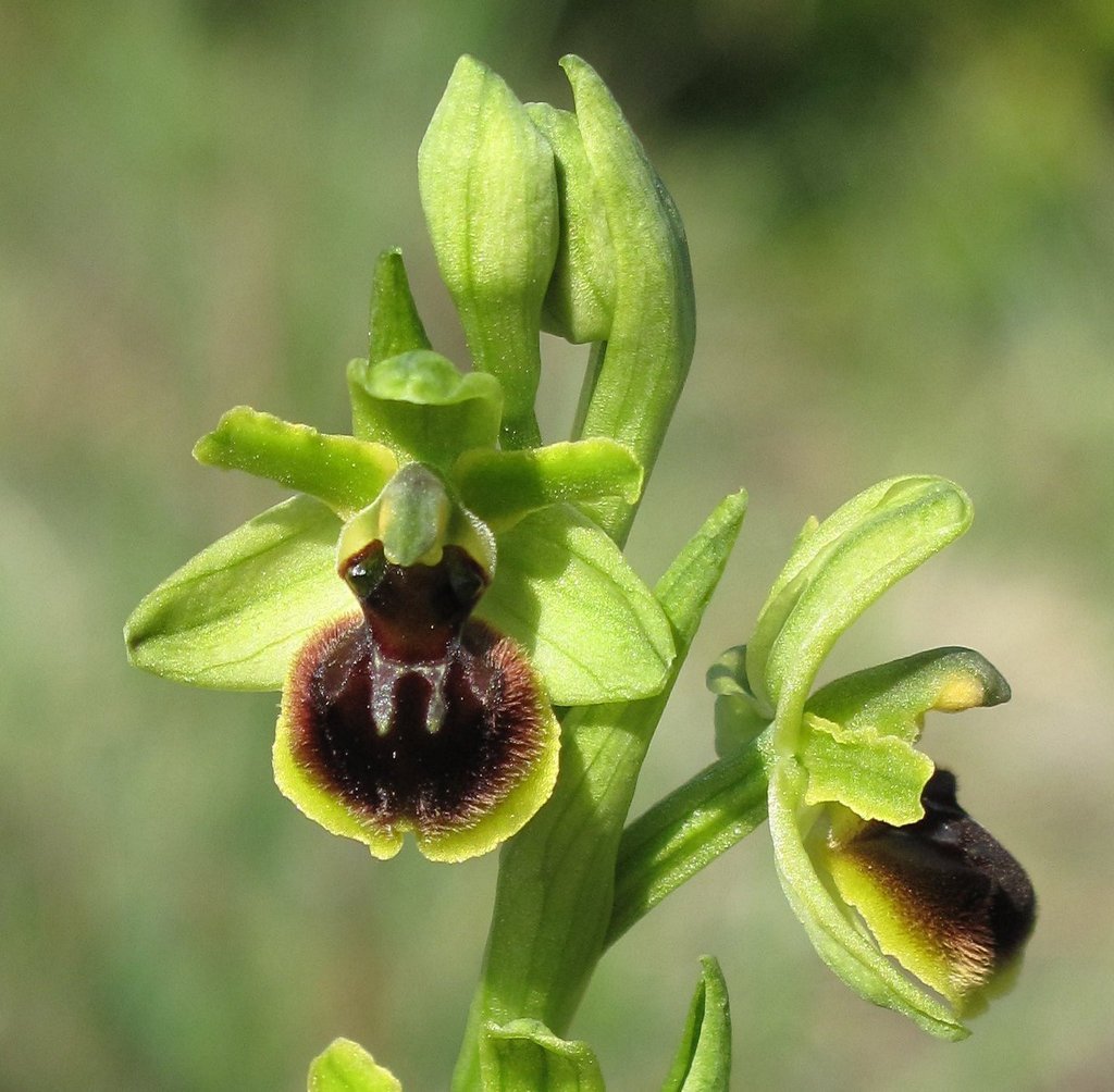 Ophrys virescens